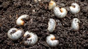 Grub Control - Liberty Lawn & Snow