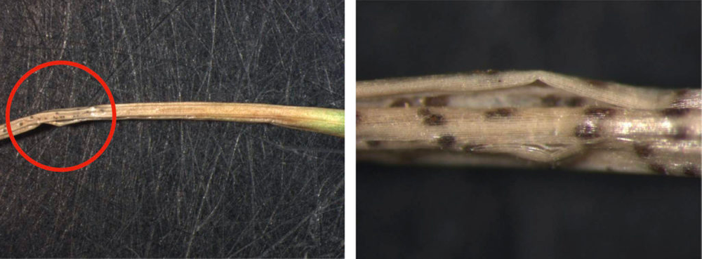 Ascochyta Leaf Blight close-up on grass blade