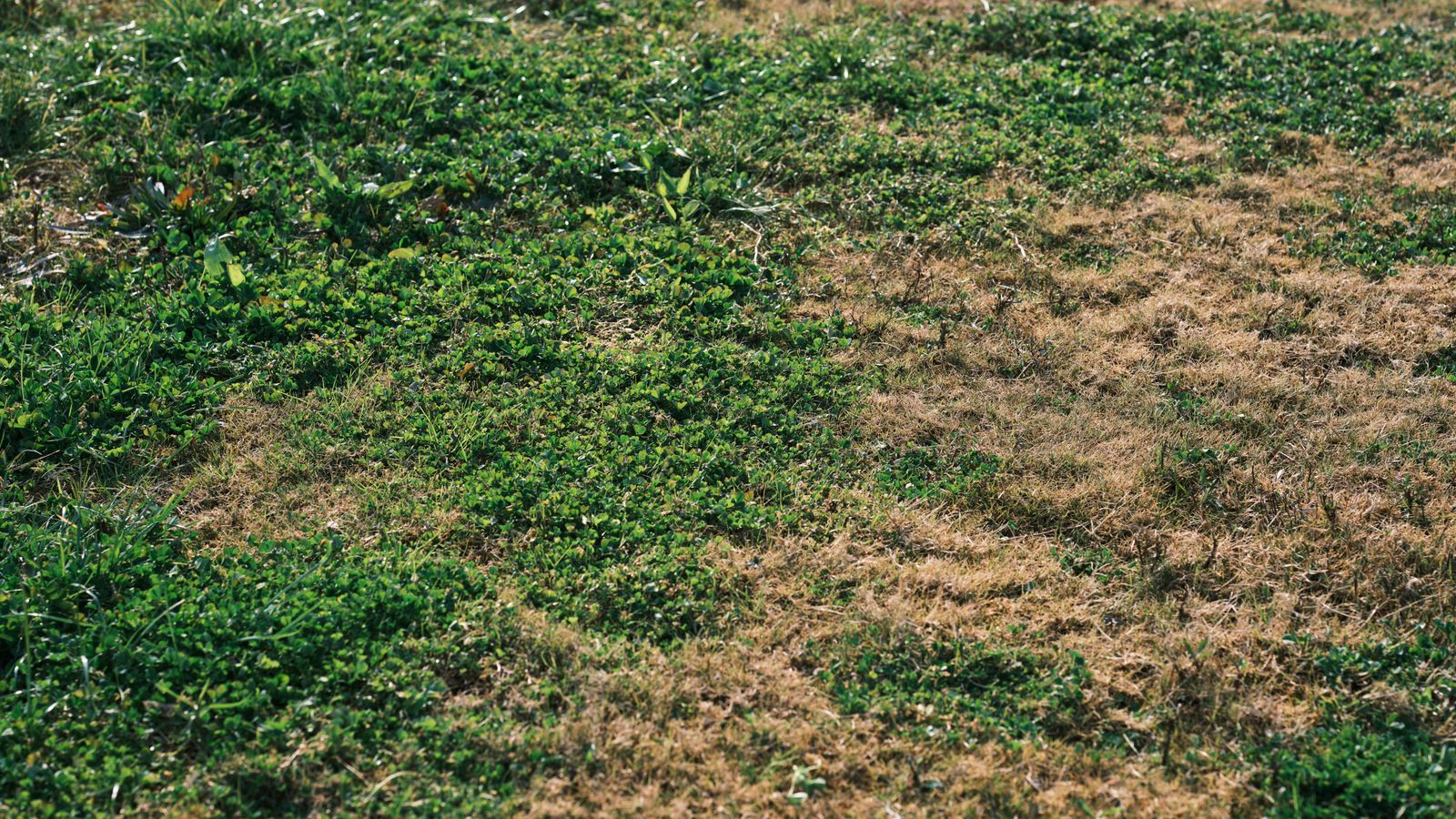 Why One Corner of Your Lawn Gets Fungus and the Rest Doesn't
