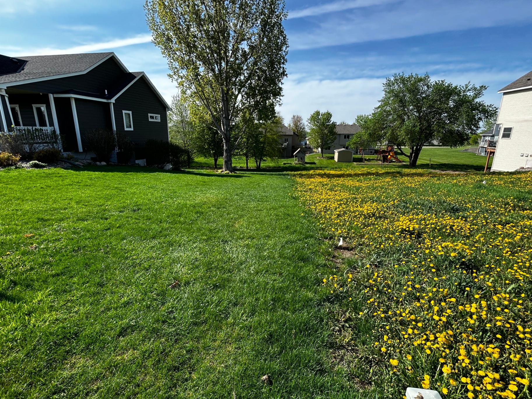 Understanding Crabgrass Control: Timing Matters