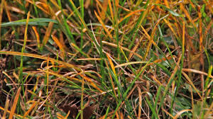 Fungus Among Us: What Liberty Lawn is Seeing In Lawns