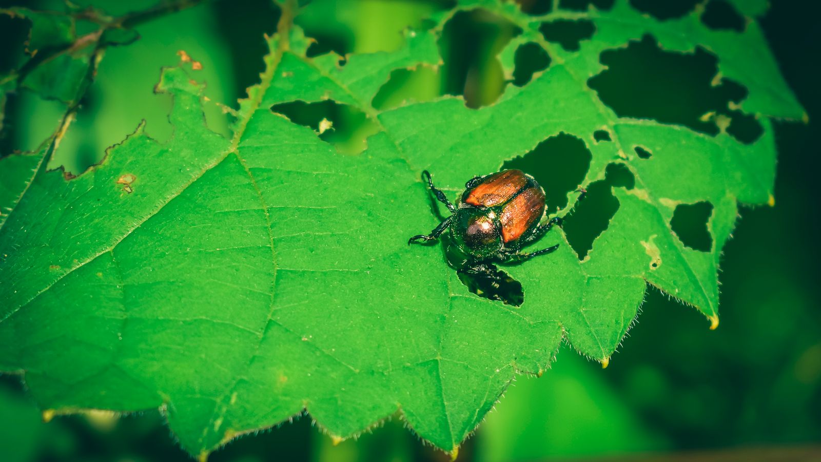 Japanese Beetles in Minnesota Lawns and Gardens: ID and Control